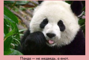 Интересные факты о разном