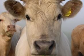 Давно пора было