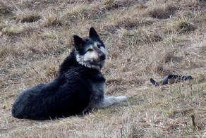 В Кузбассе пес три месяца сторожил могилу своей хозяйки