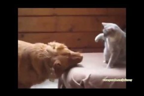 Смешные коты + кот боксер