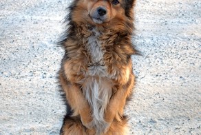 Как меня собака развела