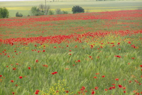 Немного лета