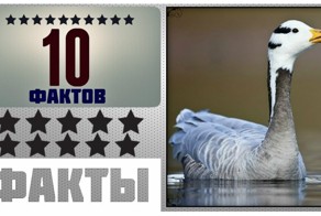 Интересные факты о которых вы не знали!