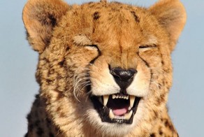 Новый фотоприкол