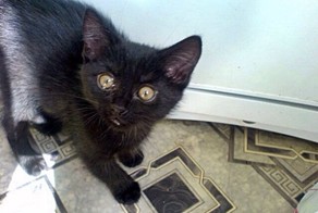 Муж пошел на рынок за картошкой и принес это чудо