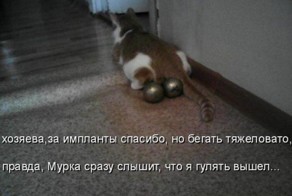 Котоматрицы (картинки с надписями)