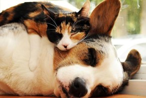 25 кошек, которые используют собак вместо подушек