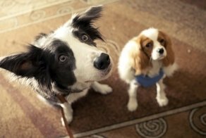 "Ёлки лохматые" - бездарный плагиат "Один дома"