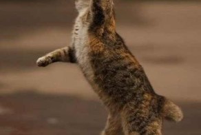 Этот кот был замечен в марте