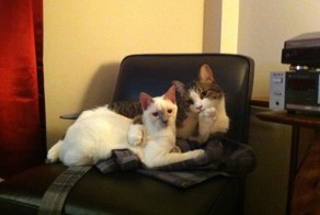 100 самых важных котофотографий всех времен