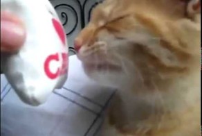 Коту не понравился аромат
