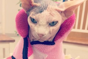 Пикантный фотоприкол