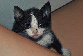 Наш кот выбрал нас сам