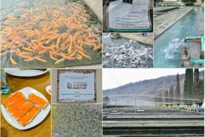 Как выращивают форель в Адлере