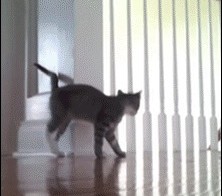 Веселые котэ