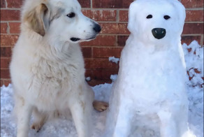 Снежные копии домашних животных