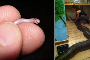 Удивительные игры природы — Большие и маленькие