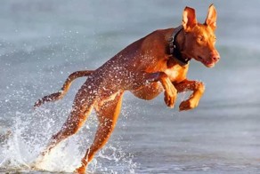 Некоторые  дорогие порода собак