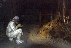 «Слоновья нога» в зоне отчуждения Чернобыльской АЭС