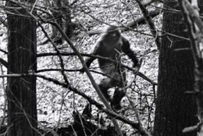 В ульяновских лесах видели снежного человека