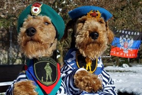 Собачки - сепаратисты