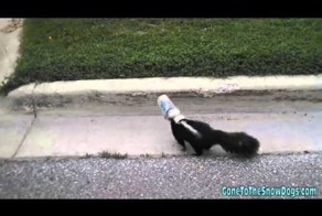 Водитель спас любопытного скунса