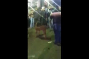 Убийство собаки в Египте