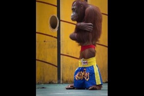 Обезьяны боксеры (на ринге)