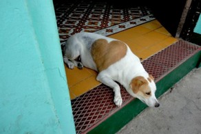 Бесплатно фото