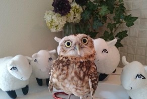 Бар с совами в Лондоне