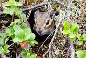 Удивительные жители Чукотки 