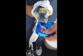 Накормили рыбу жестью