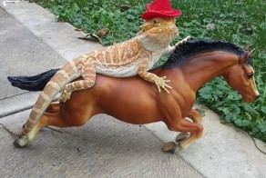 26 безумно милых животных, которые заставят вас улыбнуться