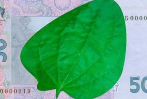 Пользователи Сети рисуют карикатуры на рухнувшую гривну