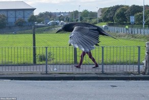 Забавные фотографии в стиле «Показалось»