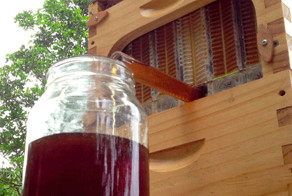 Автоматический улей — новейшая технология сбора меда