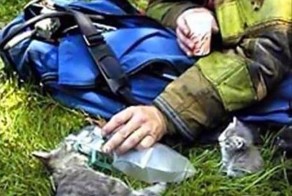 Спасли кошку и котят
