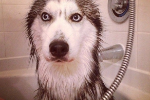 Бесплатно фото