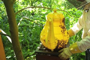 60 000 пчел вылепили миленький чайник