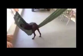 Собаки тоже любят релакс