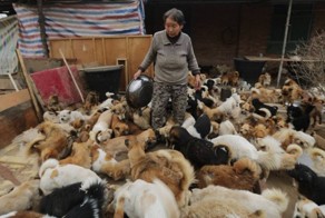 1300 моих собак — частный приют Вань Янфань