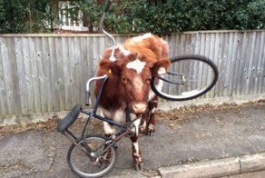 Корова на велосипеде