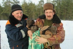 Лесник провалился в берлогу к медведице