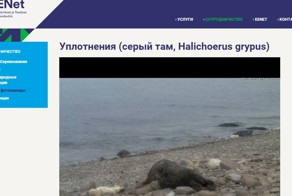 У серых тюленей появились бельки