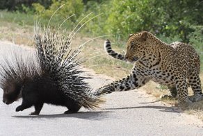 Дикобраза голыми лапами не возьмешь