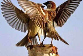 С весною новой поздравляю всех!