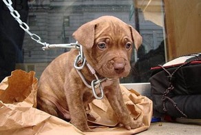 О собаках и их придурковатых хозяев