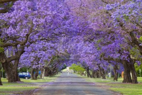 Прекрасные улицы, расцветающие с приходом весны