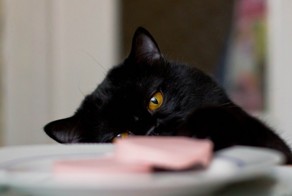 Животные, которые очень хотят, чтобы с ними поделились