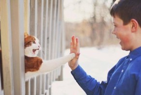 Давай пять, котейка!